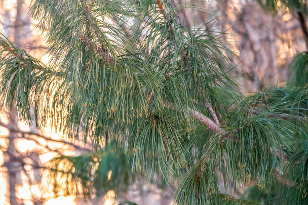 Cedar branches with long fluffy needles with a beautiful blurry background. Pinus sibirica, or Siberian pine. Pine branch with long and thin needles. The pine tree looks soft and fluffy. - Zdjęcie, obraz