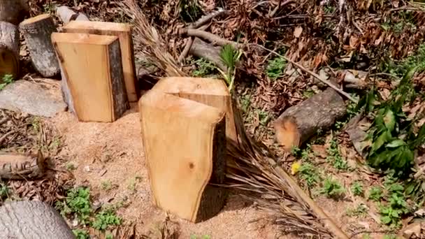 Grob bearbeitete Holzbalken von einem gefällten Mangobaum. Mit Sägemehl bedeckte Balken liegen auf dem Boden in einem tropischen Regenwald auf Bali, Indonesien - Filmmaterial, Video