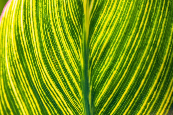 Rakenne vihreä ja keltainen raidallinen Spathiphyllum kannifolium lehtiä suonet abstrakti luonnollinen tausta ja rakenne. Kaksisävyinen trooppisia lehtiä, lehtien kasvitieteellinen puutarha, puisto, ulkona.  - Valokuva, kuva