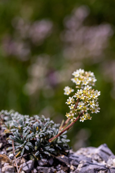 Saxifraga crustata flor crescendo nas montanhas - Foto, Imagem