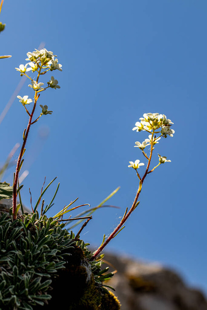 Saxifraga crustata fleur en montagne, pousse en gros plan - Photo, image