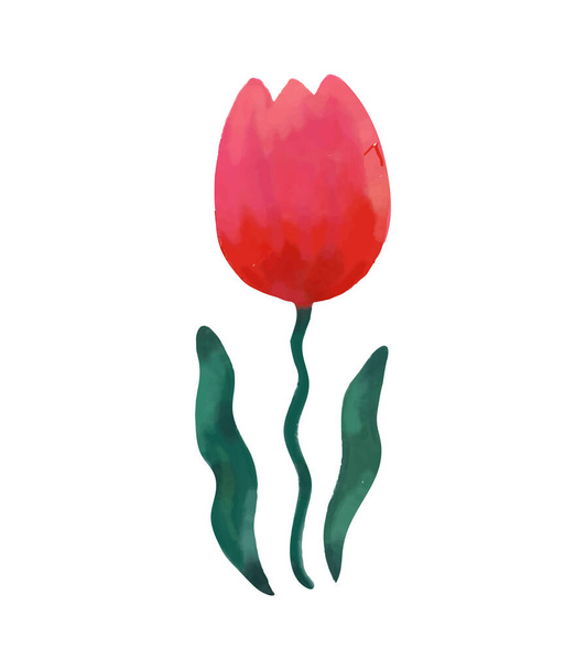 Acuarela roja tulipán flor.Vector ilustración - Vector, imagen