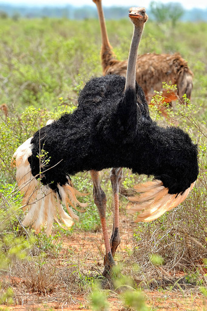 Картина страуса в саванне - Фото, изображение