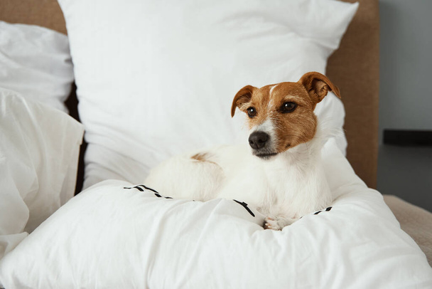 Dog sleeps at bed. Pet resting at home. Jack Russell terrier relaxing - Photo, Image