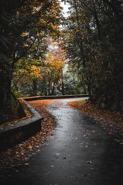 A winding road in a park in the fall colors in the Czech Republic - Fotografie, Obrázek