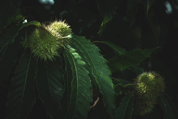 A selective shot of chestnuts growing on a tree - Fotó, kép