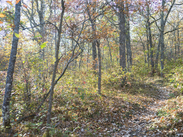 A path leads to the Vernon hiking trai - Φωτογραφία, εικόνα