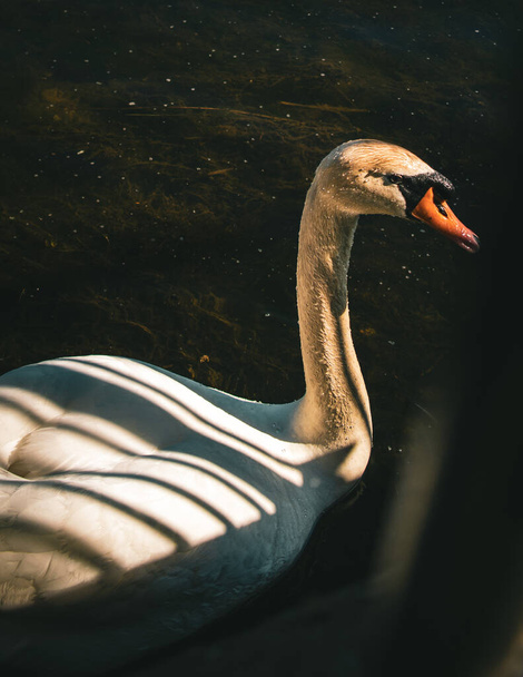 A beautiful white swan in a lake - Foto, imagen