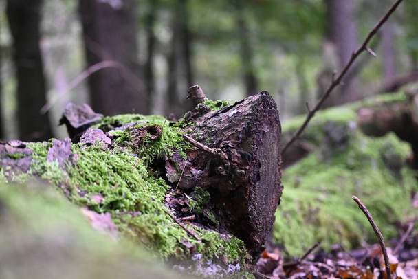 A closeup shot of dead tree trunk covered with moss - Foto, afbeelding