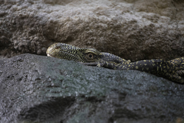 A closeup of a Crocodile Monitor on the rocks in the Marwell Zoo, England - Photo, image