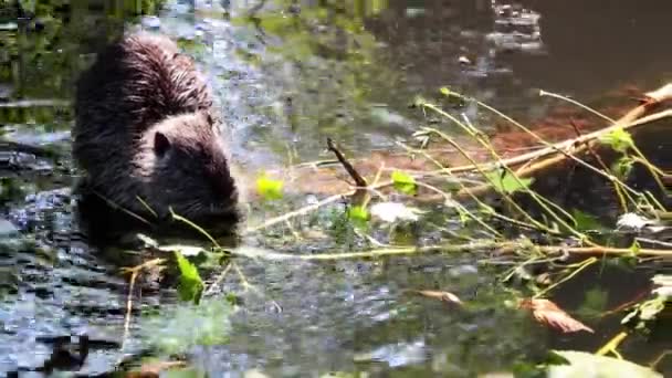 An otter is sitting on a log in the water. Nutria eats green leaves and tree branches - Footage, Video