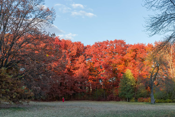 Red oaks growing on the glade edge in autumn park at sunset - Фото, изображение