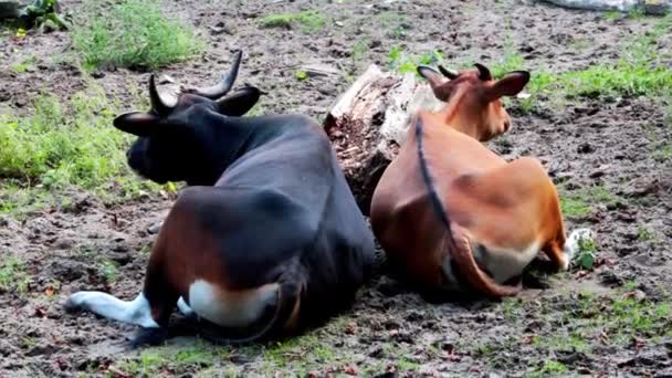 Koeien liggen op de grond en kwispelen met hun staart. Ze kauwen op koeienvoer - Video