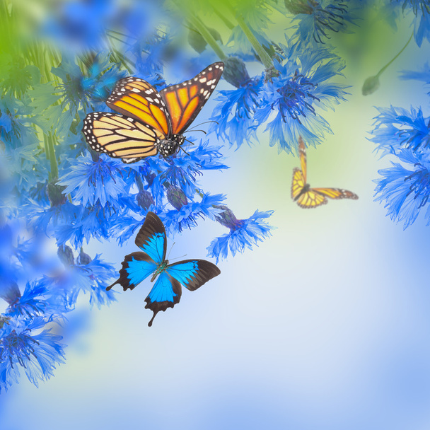 chrpy a motýli - Fotografie, Obrázek