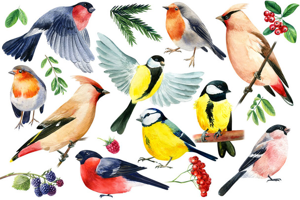 Waxwing, tit, blue tit, bullfinch, robin. Birds on an isolated white background, watercolor drawing. - Foto, Imagem