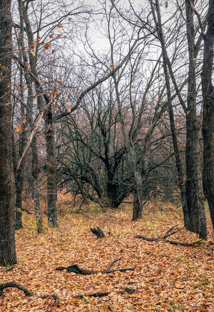 Mysterious abandoned old autumn forest - Zdjęcie, obraz