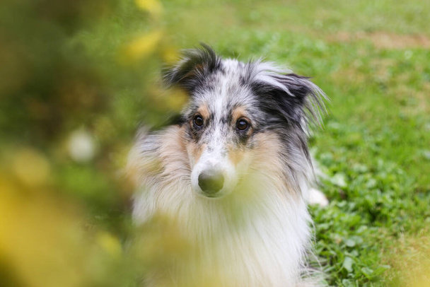Blue Merle Shetland Sheepdog sitting near yellow blooming garden flowers.  Photo taken in artistic style with flowers in foreground creating lovely bokeh. - Photo, Image