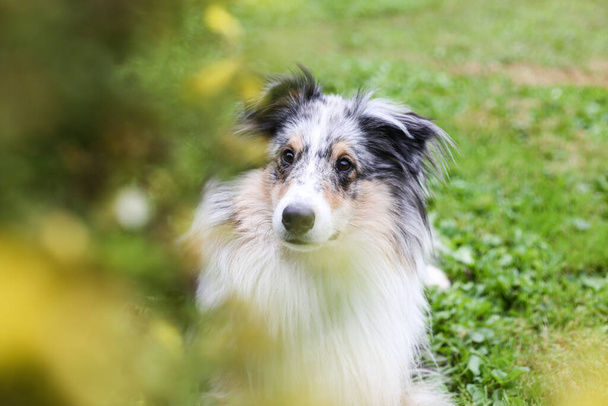 Blue Merle Shetland Sheepdog sitting near yellow blooming garden flowers.  Photo taken in artistic style with flowers in foreground creating lovely bokeh. - Photo, Image