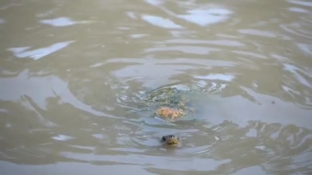 Маленькая черепаха в загрязненной воде поднимается на поверхность, пытаясь дышать.  - Кадры, видео