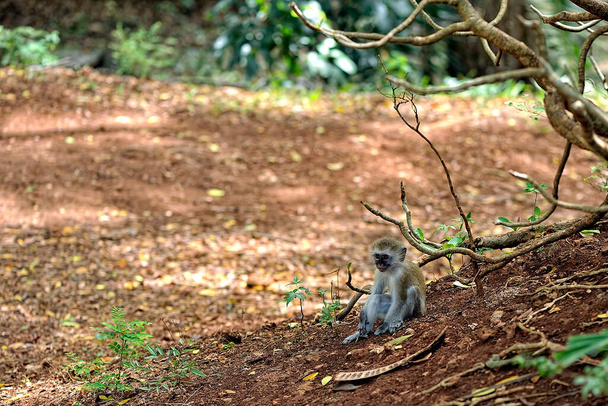 Une photo d'un petit singe dans les feuilles - Photo, image
