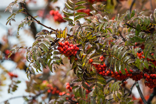 Wet rowan branches with berry in rainy autumn morning. Selective focus. Shallow depth of field. - Photo, Image