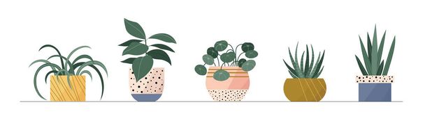 Set de plantas de maceta. lindas plantas de interior verdes en macetas rosadas. Inicio flores aisladas sobre fondo blanco. Suculento, aloe y el dinero chino feng shui árbol. - Vector, Imagen