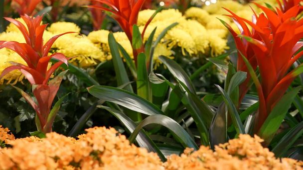 Çin Yeni Yılı için çiçek süslemesi. Kasımpatı, ortanca ve guzmanya 'dan kırmızı sarı süs çiçeği. Sulu egzotik bitkilerin rengarenk çiçekleri, yumuşak odak çiçeklerini kapatın. - Fotoğraf, Görsel