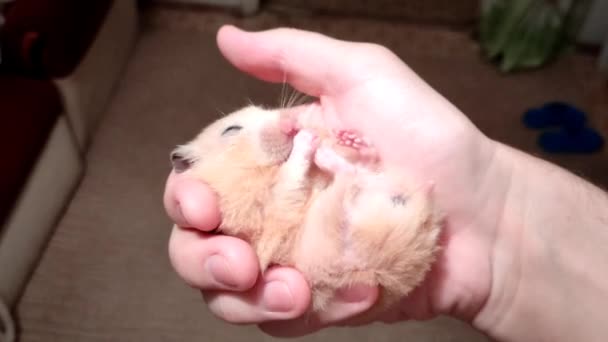 Hamster iwashes in the owner's hand - Footage, Video