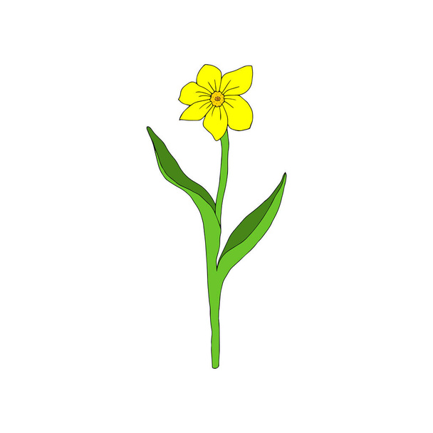 Illustrazione vettoriale di un narciso fiore giallo con foglie verdi isolate su uno sfondo bianco - Vettoriali, immagini