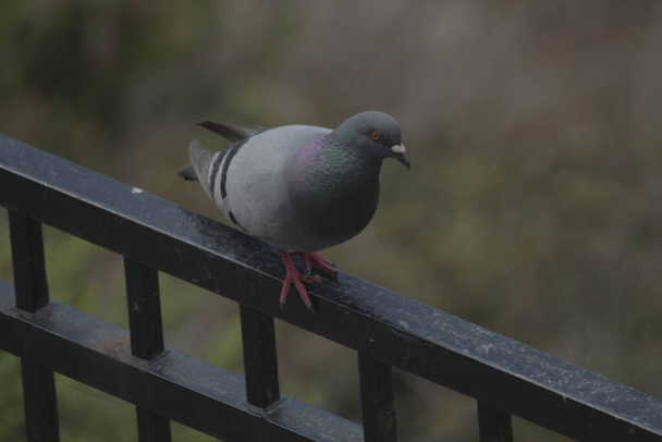 A selective focus shot of a perched pigeon - Foto, afbeelding