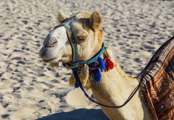 Camel  in Dubai - Φωτογραφία, εικόνα