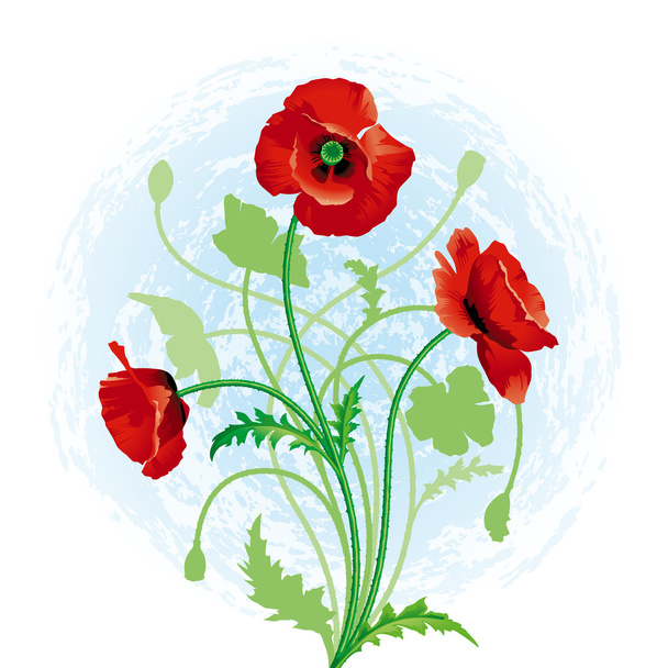 Red poppy - Vector, Image