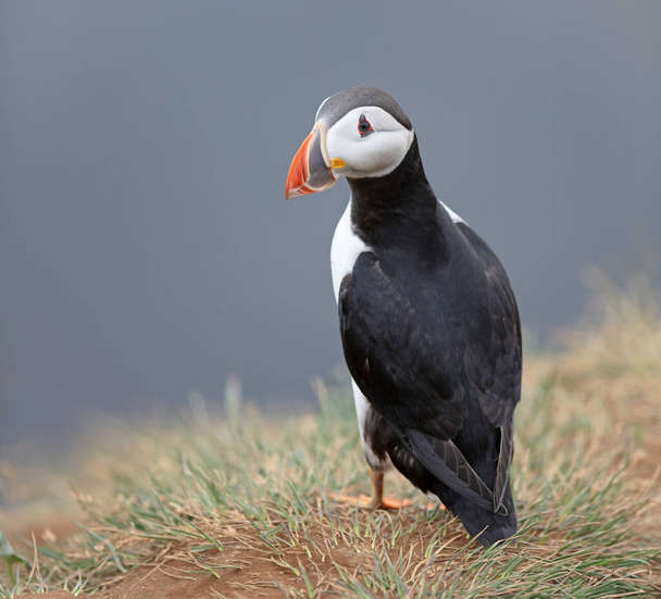 The atlantic puffin lives on the ocean and comes for nesting and breeding to the shore - They are seen in big numbers on Iceland - The puffin can dive down in the ocean up till 50 meters and stay there for 6 minutes - Photo, Image