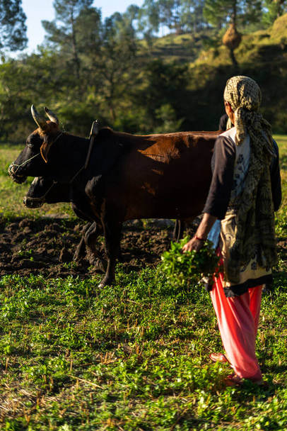 um agricultor indiano que cultiva a exploração agrícola com a ajuda de vacas - Foto, Imagem