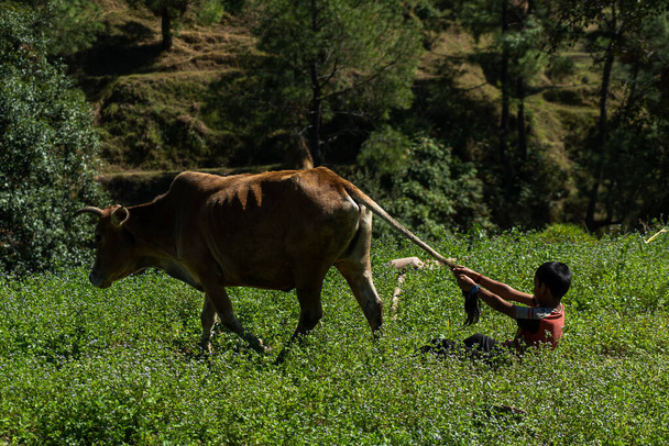молодий хлопчик тягне коров'ячий хвіст і грає на зеленій гірській фермі
 - Фото, зображення