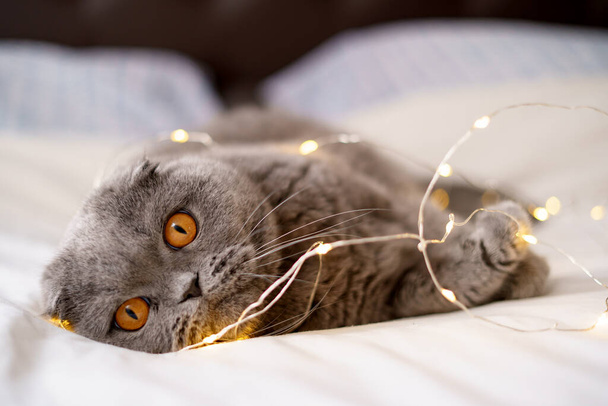 Gray Scottish fold domestic cat lying in bed. - Photo, Image