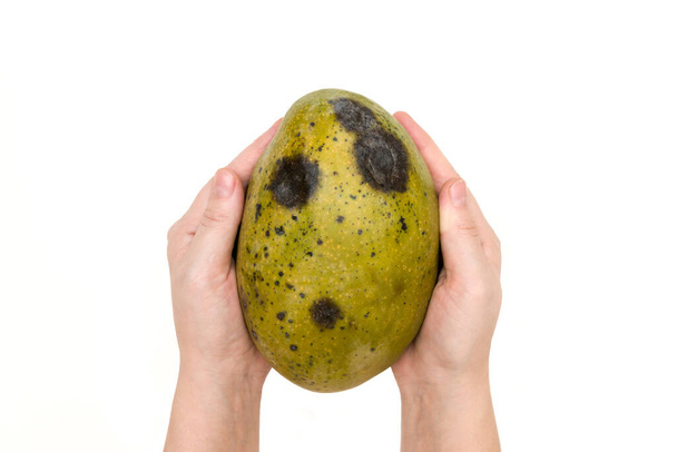 Shnilé mango staré ovoce s plísní hniloby skvrny v rukou izolovaných na bílém pozadí kopírovat prostor - Fotografie, Obrázek