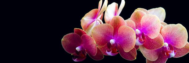 Orange Phalaenopsis Orchid Plant - Фото, зображення