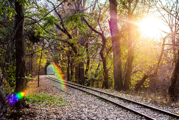 Railways train and tunnel. Sunny autumn day in the forest - Фото, изображение