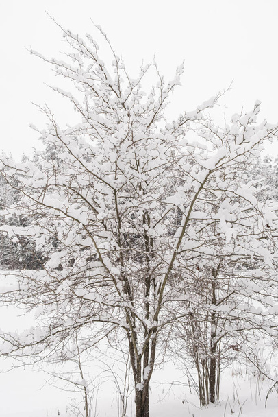 Зимний лесной пейзаж с деревьями под снегом. Мирная сцена на открытом воздухе - Фото, изображение