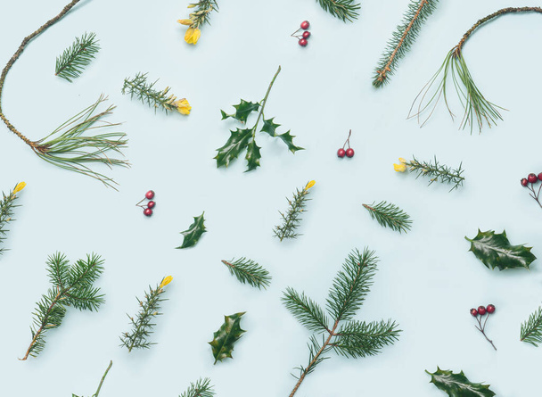 Festive inspired pattern. Few fresh gorse hedging, holly plant, pine branches and red berries nicely arranged. Flat lay against bright blue background. - Photo, Image