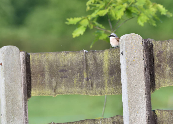 Um shrike vermelho-suportado poleiros em uma placa da cerca - Foto, Imagem