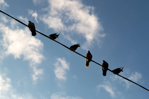silhuetas de pombos sentados em fios contra o céu azul. Foto de alta qualidade - Foto, Imagem