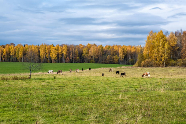  A small herd of cows grazing in a field on an autumn cloudy day, Russia.  - Zdjęcie, obraz