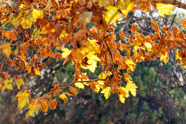 hojas en el parque
 - Foto, Imagen