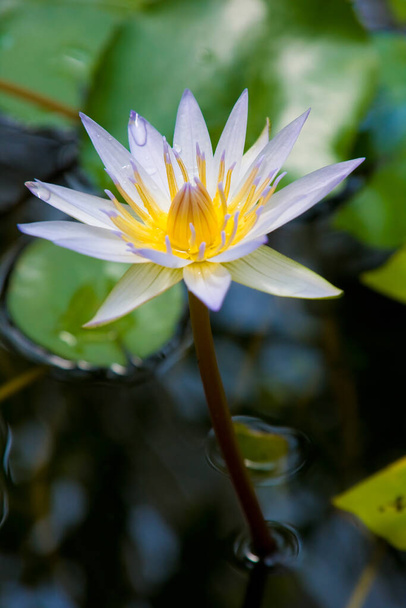 Nice flower on a pond. - Fotó, kép