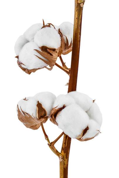 Cotton plant flower branch isolated on white background with clipping path and full depth of field - Photo, Image