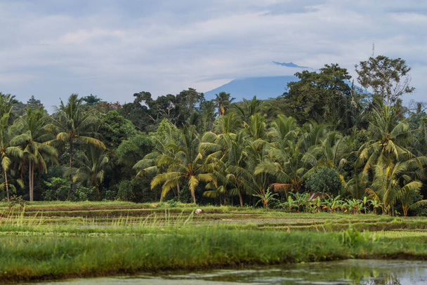 Agricultural rice fields near village. Winter cloudy and rainy season. Bali island, Indonesia. - Фото, изображение