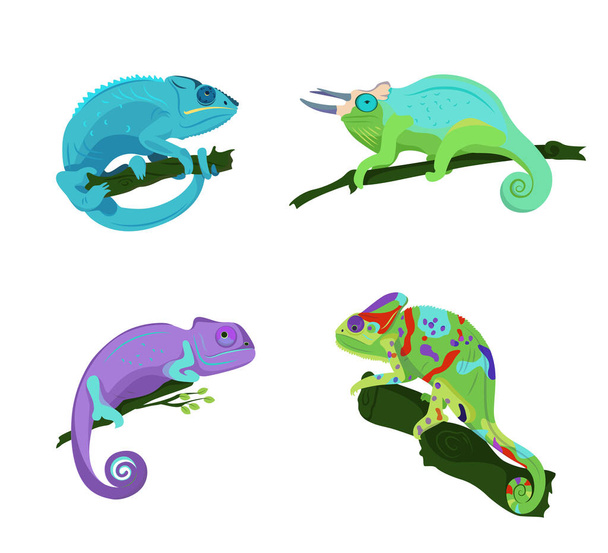 Colección de camaleones de diferentes tipos y colores sentados en una rama sobre un fondo blanco, ilustración vectorial. - Vector, imagen