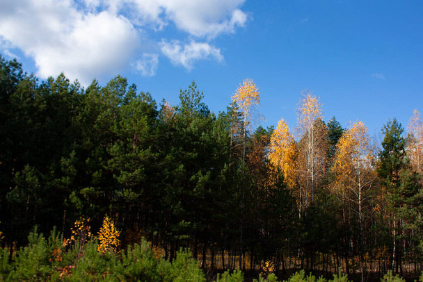 A beautiful autumn forest against a blue sky. Green and yellow trees in a forest clearing. - Valokuva, kuva